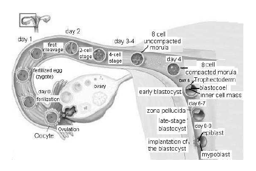 NEET Biology Human Reproduction and Embryonic Development Chapter Notes-10