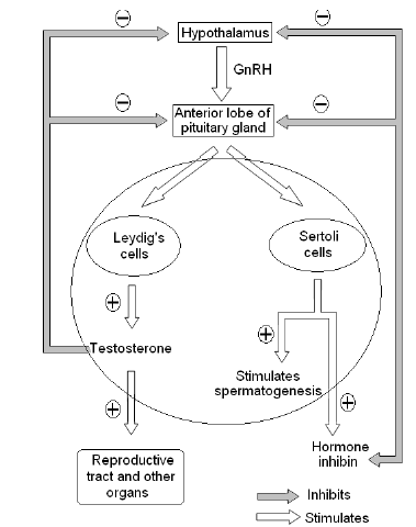 NEET Biology Human Reproduction and Embryonic Development Chapter Notes-2