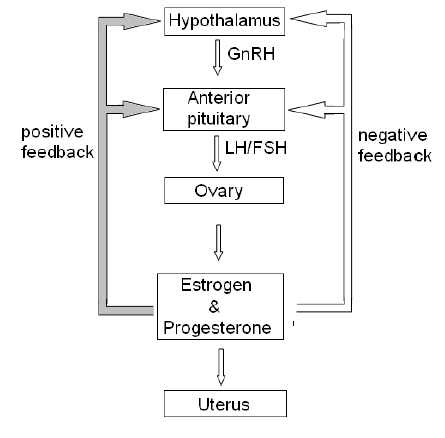 NEET Biology Human Reproduction and Embryonic Development Chapter Notes-5