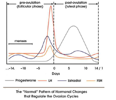 NEET Biology Human Reproduction and Embryonic Development Chapter Notes-6