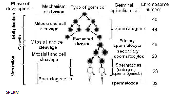 NEET Biology Human Reproduction and Embryonic Development Chapter Notes-7