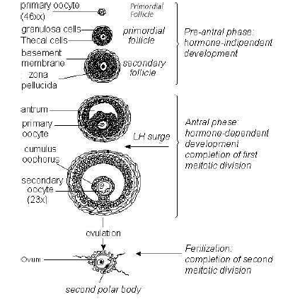 NEET Biology Human Reproduction and Embryonic Development Chapter Notes-8