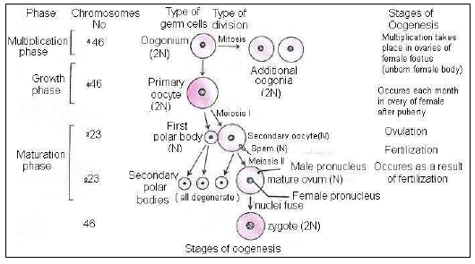 NEET Biology Human Reproduction and Embryonic Development Chapter Notes-9