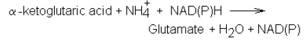 NEET Biology Mineral Nutrition Chapter Notes-11