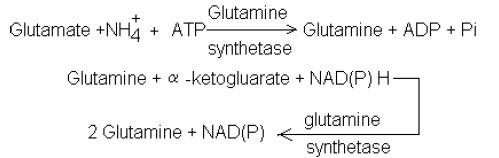 NEET Biology Mineral Nutrition Chapter Notes-12