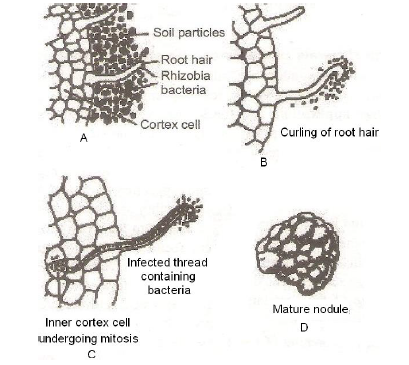 NEET Biology Mineral Nutrition Chapter Notes-2