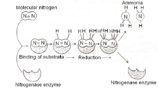 NEET Biology Mineral Nutrition Chapter Notes-3