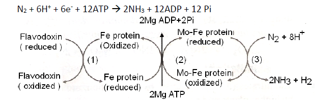 NEET Biology Mineral Nutrition Chapter Notes-5