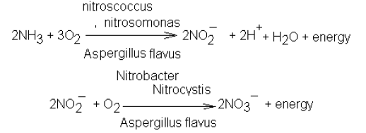 NEET Biology Mineral Nutrition Chapter Notes-7