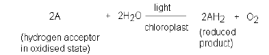 NEET Biology Photosynthesis Chapter Notes-1