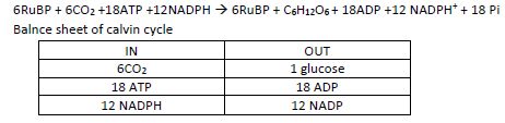 NEET Biology Photosynthesis Chapter Notes-12