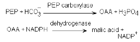 NEET Biology Photosynthesis Chapter Notes-15