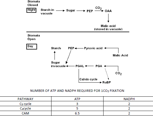 NEET Biology Photosynthesis Chapter Notes-17