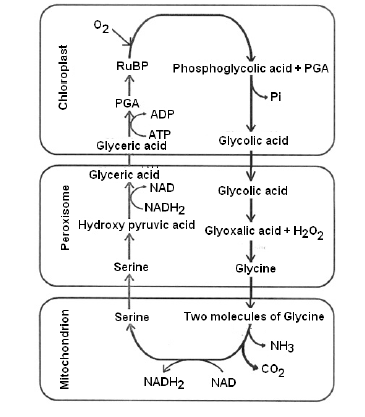 NEET Biology Photosynthesis Chapter Notes-18