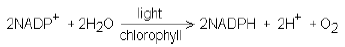 NEET Biology Photosynthesis Chapter Notes-2