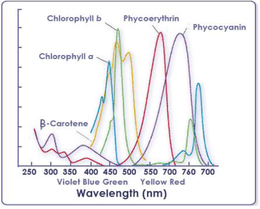 NEET Biology Photosynthesis Chapter Notes-5