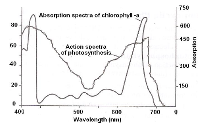 NEET Biology Photosynthesis Chapter Notes-6