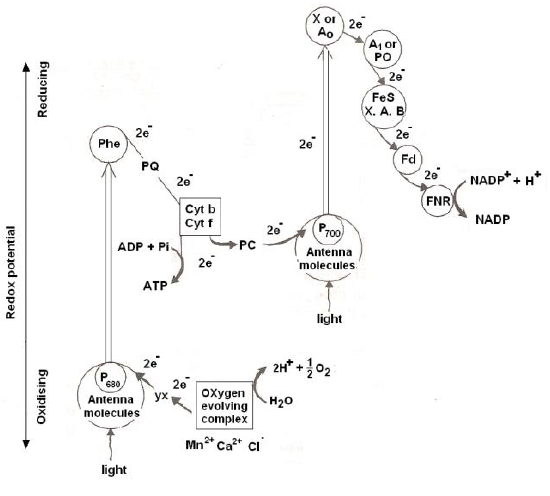 NEET Biology Photosynthesis Chapter Notes-7