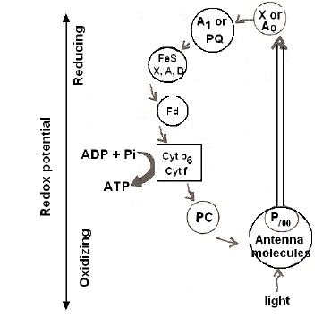 NEET Biology Photosynthesis Chapter Notes-8