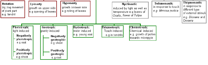 NEET Biology Plant Growth and Movement Chapter Notes-5