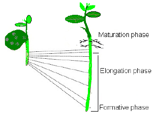 NEET Biology Plant Growth and Movement Chapter Notes