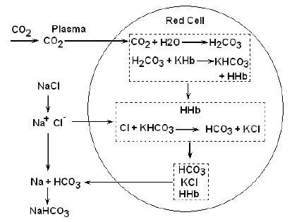 NEET Biology Respiratory Gas Exchange Chapter Notes-2