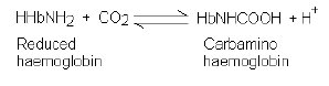 NEET Biology Respiratory Gas Exchange Chapter Notes-3