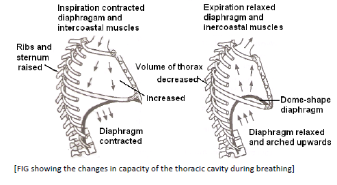 NEET Biology Respiratory Gas Exchange Chapter Notes