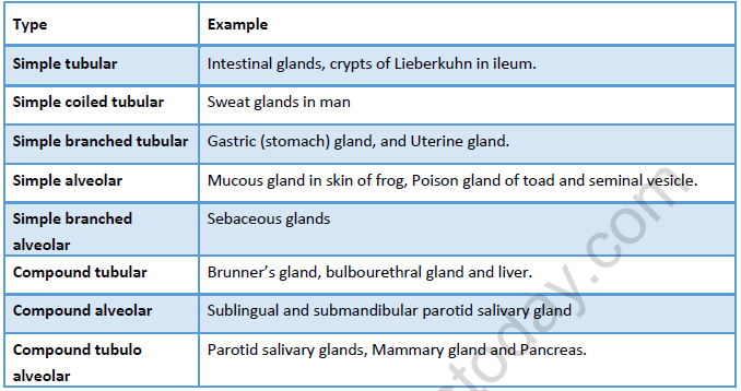 NEET Biology Structural Organization In Animals Revision Notes