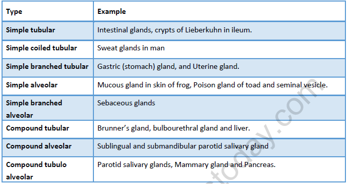 NEET Biology Structural Organization in Animals Revision Notes-1