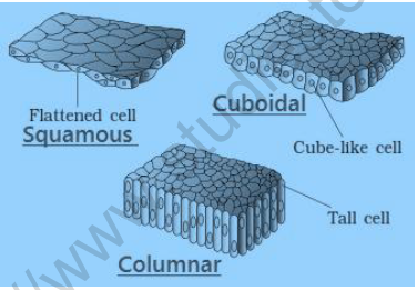 NEET Biology Structural Organization In Animals Revision Notes