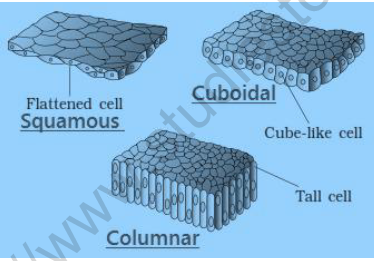 NEET Biology Structural Organization in Animals Revision Notes