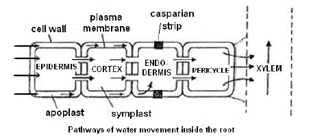 NEET Biology Transport in Plants Chapter Notes-1