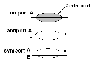 NEET Biology Transport in Plants Chapter Notes