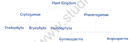 NEET Chemistry Plant Kingdom Revision Notes