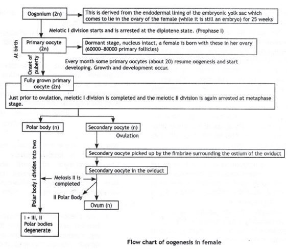 CBSE Class 12 Biology Reproduction In Human Beings Worksheet