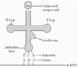 CBSE Class 12 Biology Molecular Basis Of Inheritance Worksheet Set C