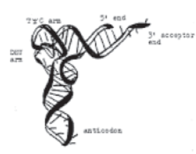 CBSE Class 12 Biology Molecular Basis Of Inheritance Worksheet Set C