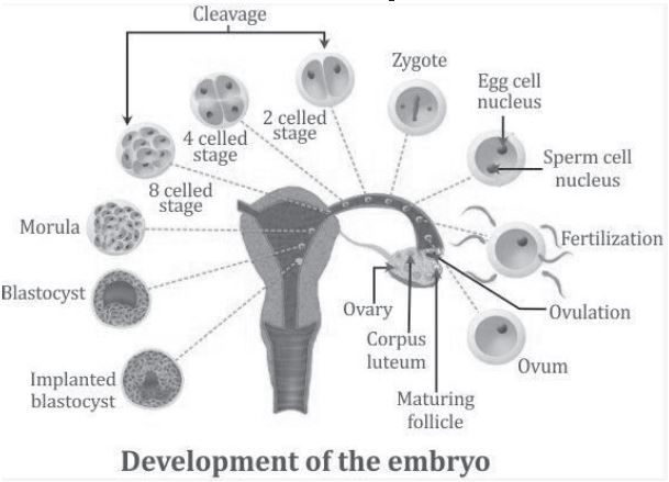 CBSE Class 12 Biology Reproduction In Human Beings Worksheet