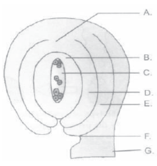 CBSE Class 12 Biology Reproduction In Flowering Plants Worksheet Set B