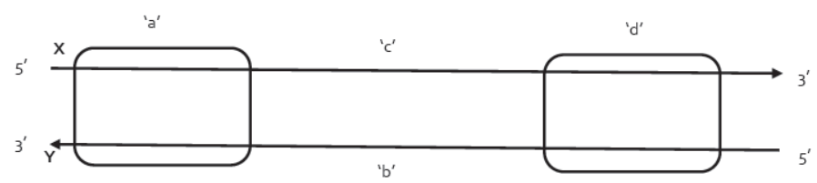 CBSE Class 12 Biology Molecular Basis Of Inheritance Worksheet Set C