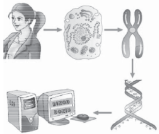 CBSE Class 12 Biology Molecular Basis Of Inheritance Worksheet Set C