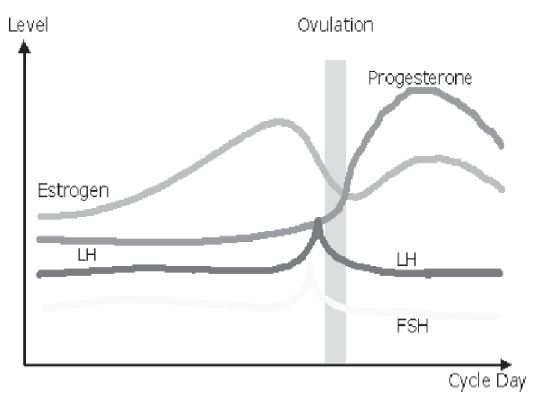 CBSE Class 12 Biology Reproduction In Human Beings Worksheet