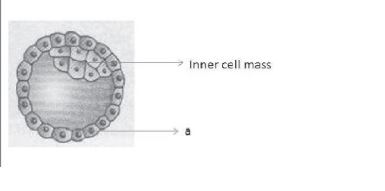 CBSE Class 12 Biology Reproduction In Human Beings Worksheet