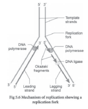 CBSE Class 12 Biology Molecular Basis Of Inheritance Worksheet Set C