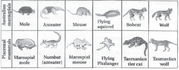 CBSE Class 12 Biology Evolution Worksheet Set C