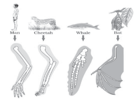 CBSE Class 12 Biology Evolution Worksheet Set C