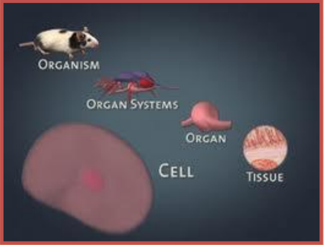 CBSE_Class_6_Science