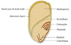 NCERT Solutions