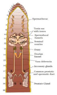 NCERT Solutions